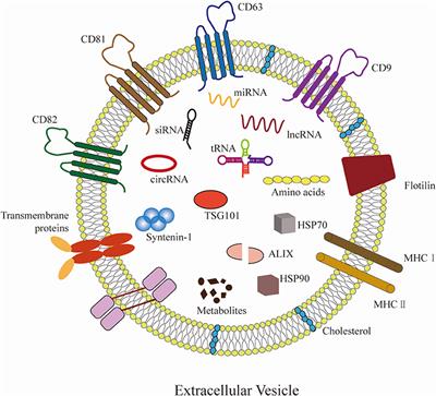 Mechanisms of Action of MiRNAs and LncRNAs in Extracellular Vesicle in Atherosclerosis